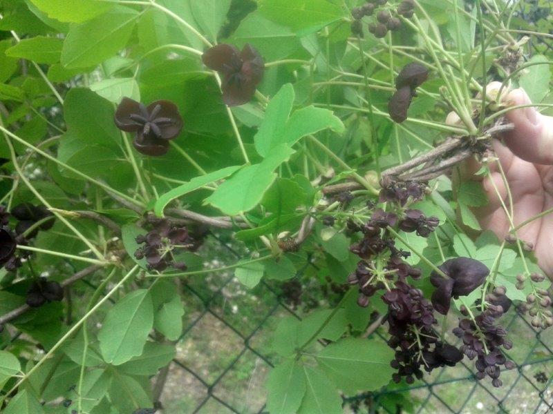 Annexe Belle inconnue du bord de lIsère 15 avril 2018 bis (1).jpg