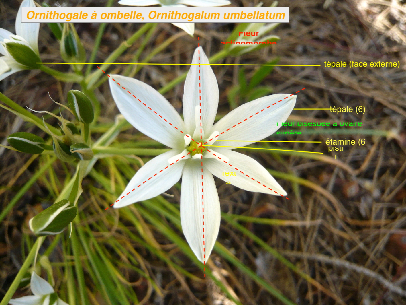 Annexe OrnithogaleMOOC.jpg