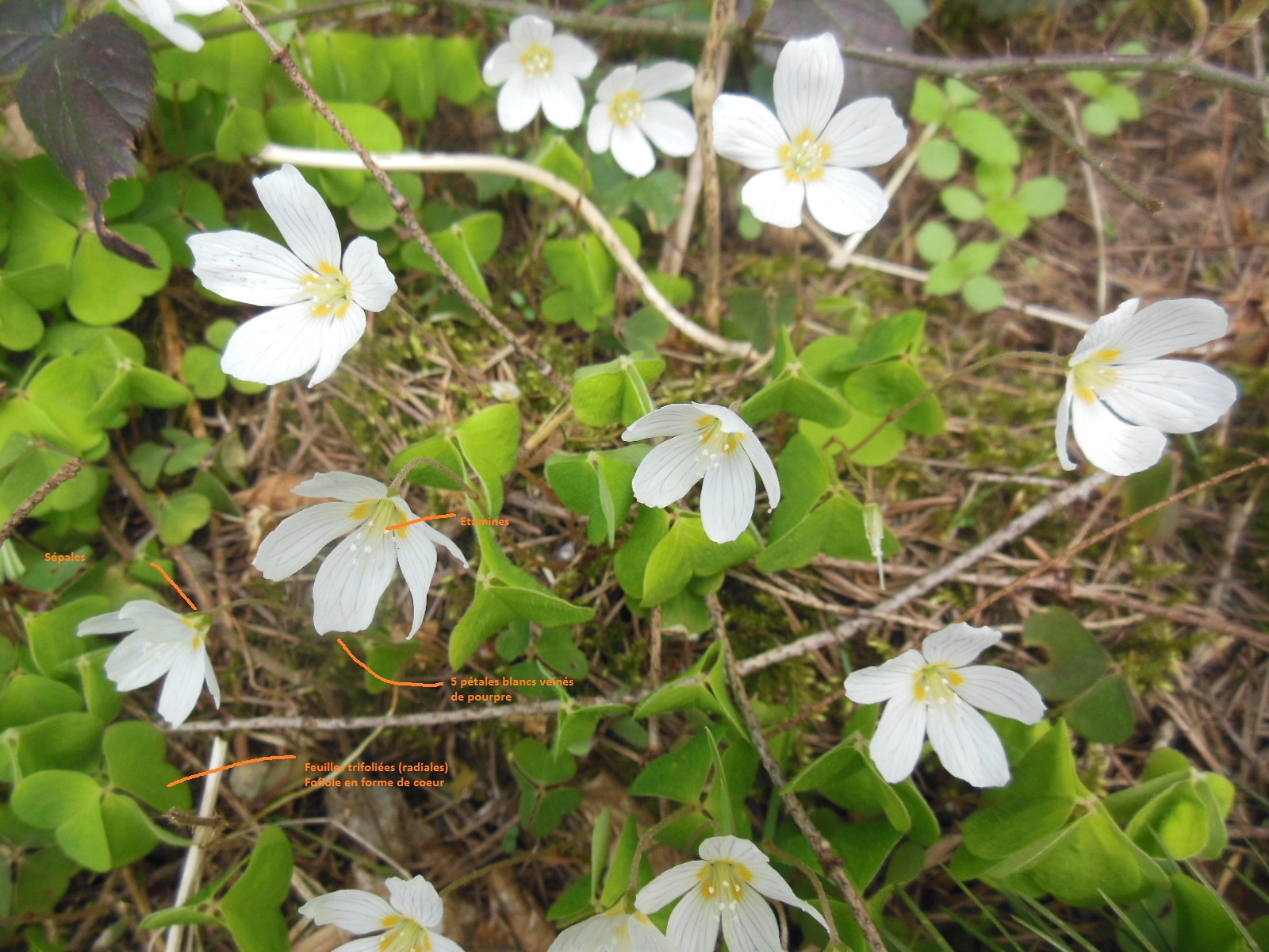 Annexe DSCN0824 - Copie.JPG