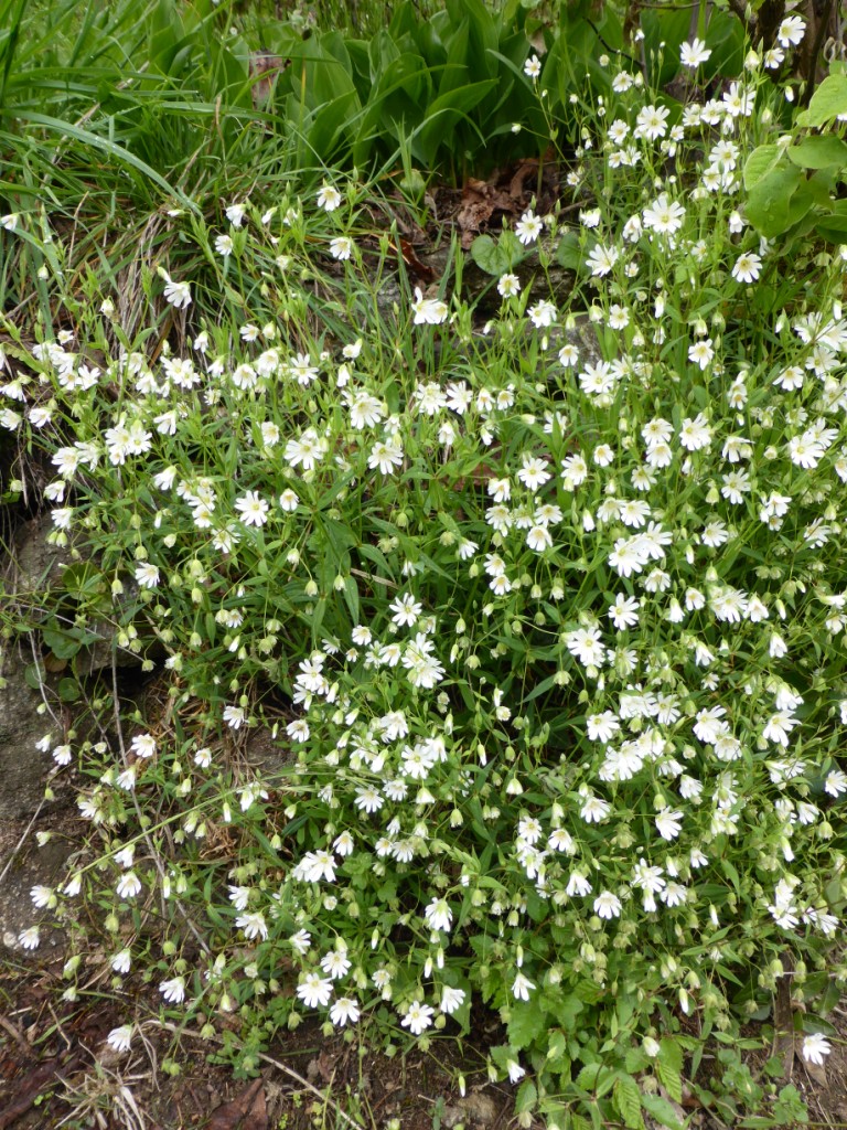 Annexe Stellaire holostée.JPG