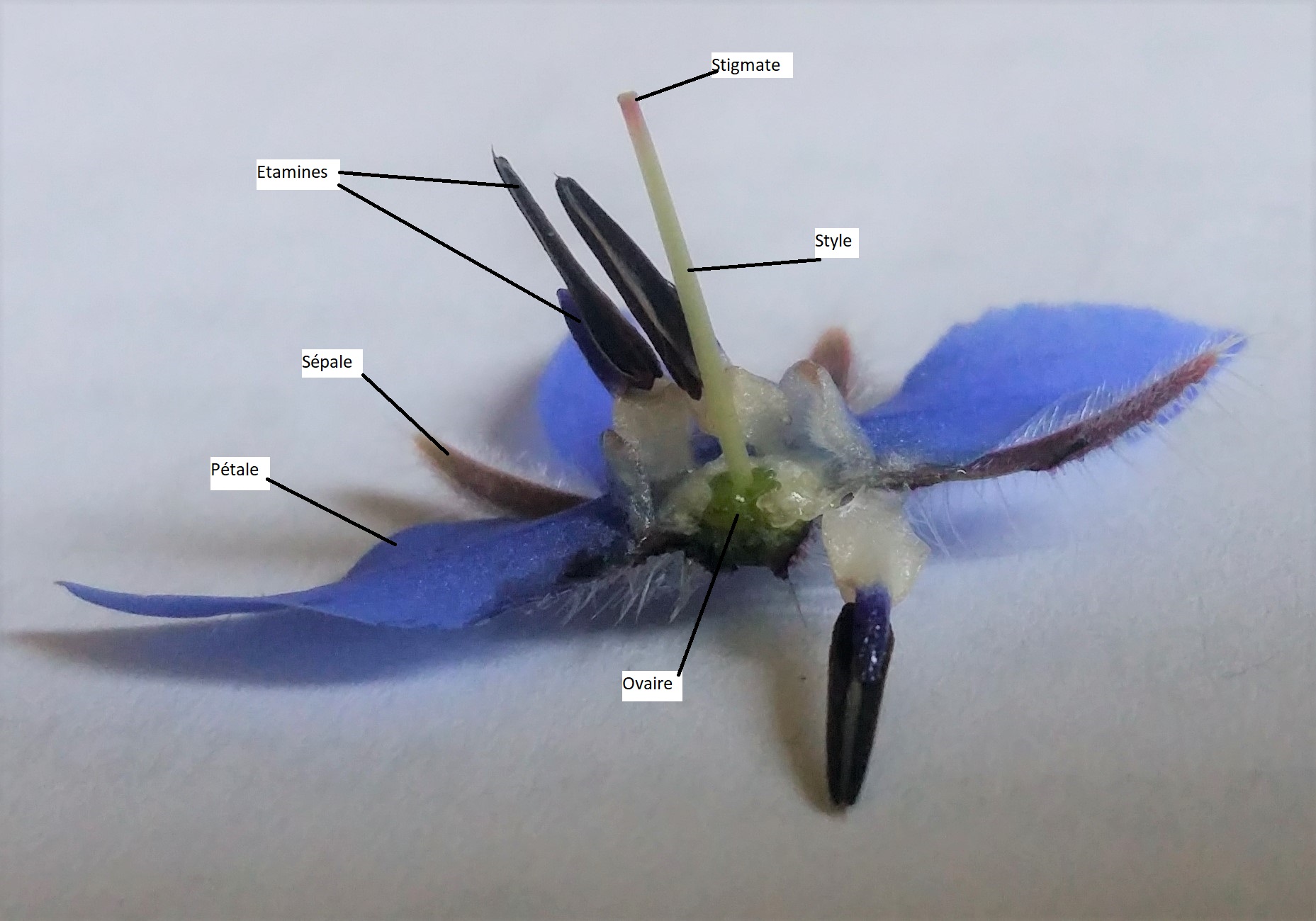 Annexe coupe bourrache.jpg