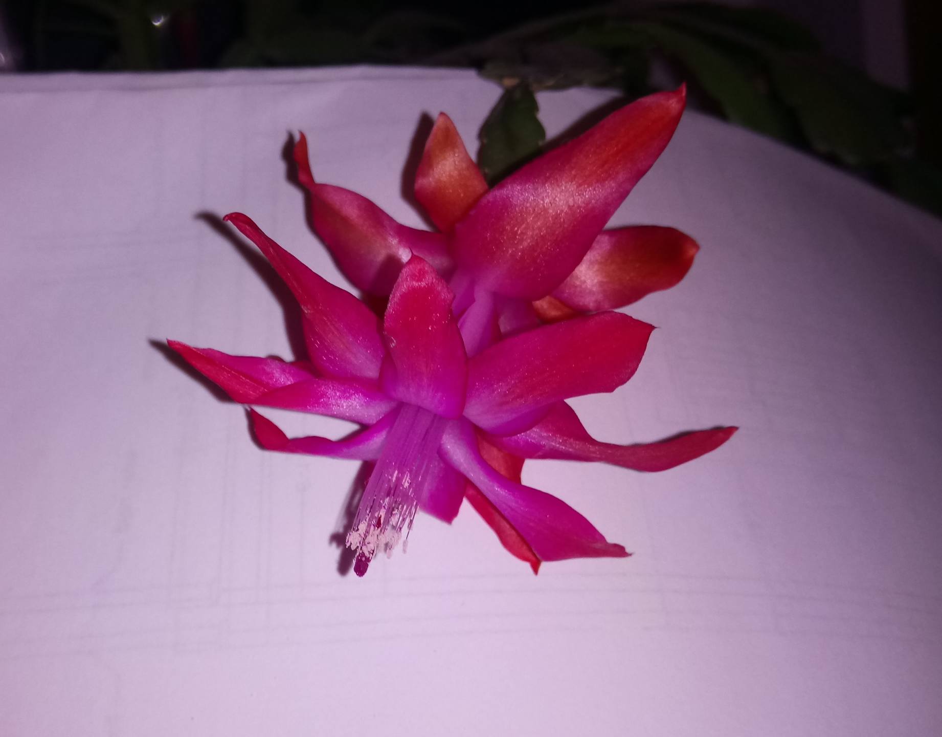 Annexe fleur cactus.JPG