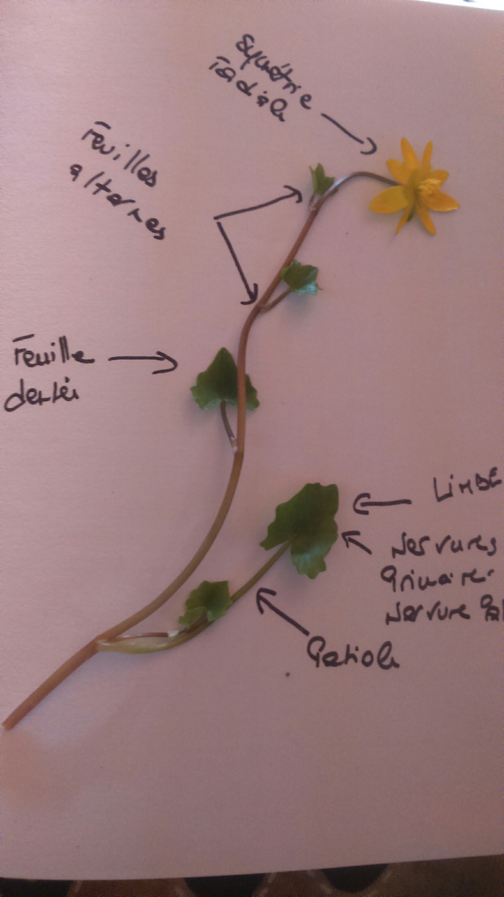 Annexe Fotor_152397013059824.jpg