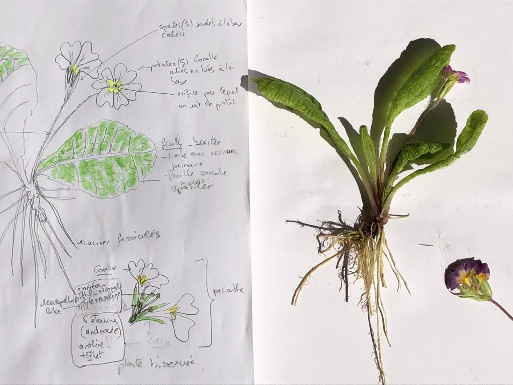 Annexe primevères.jpg