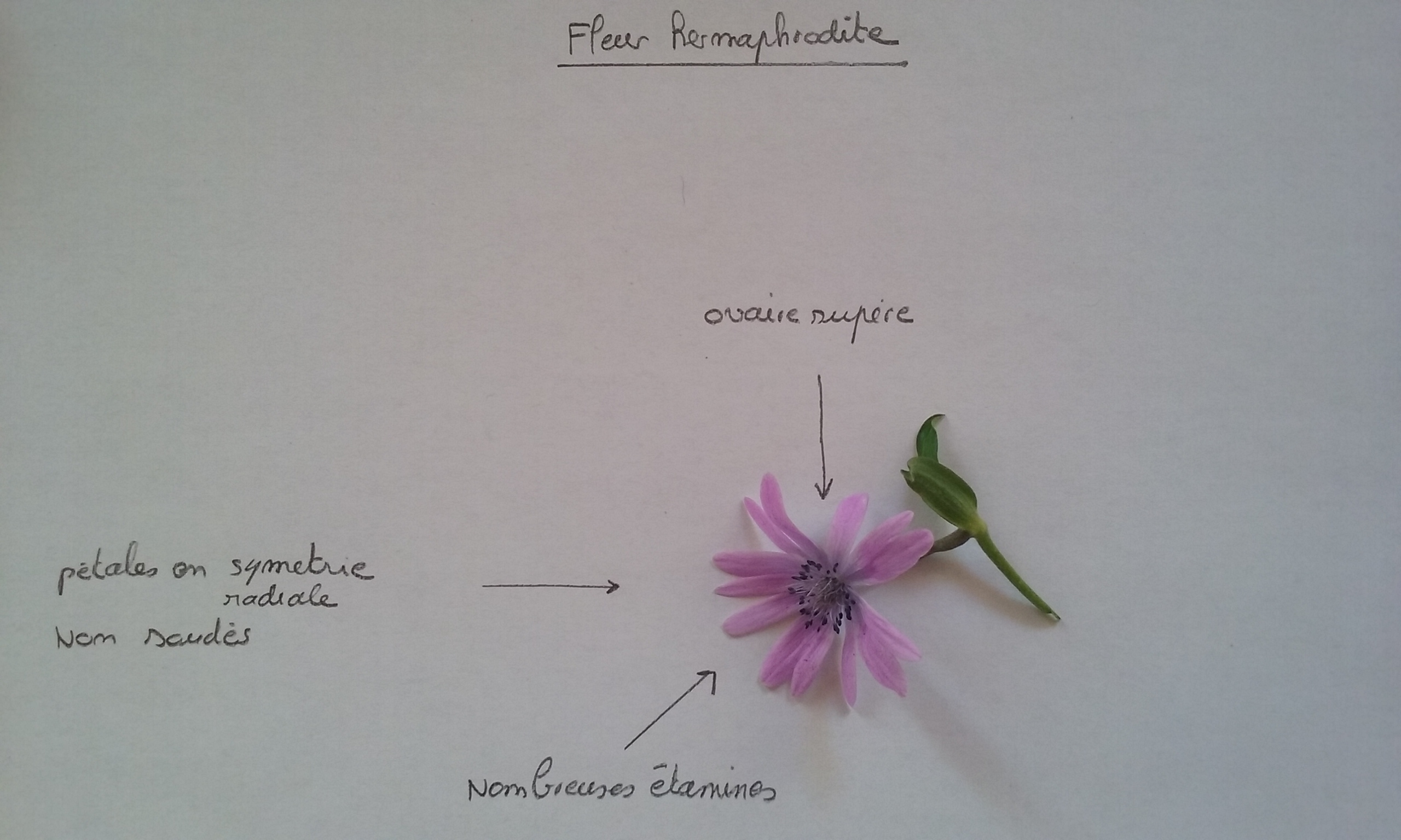 Annexe description fleur.jpg