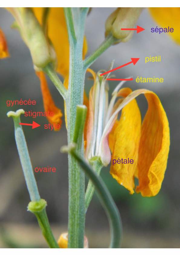 Annexe giroflée.jpg