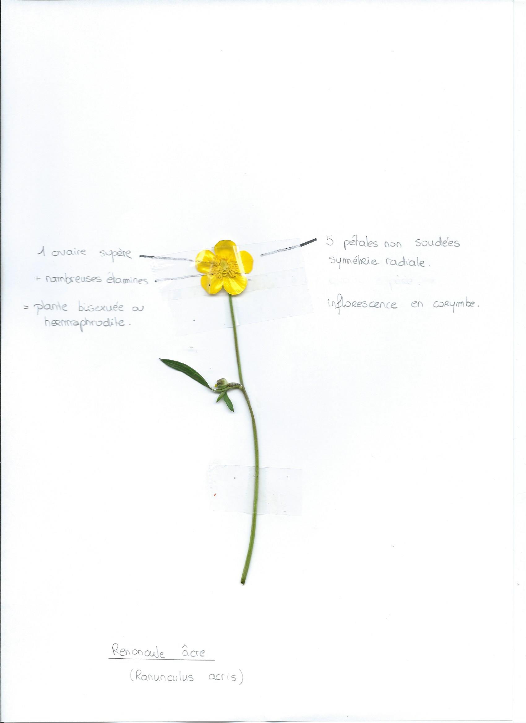Annexe renoncule.jpeg