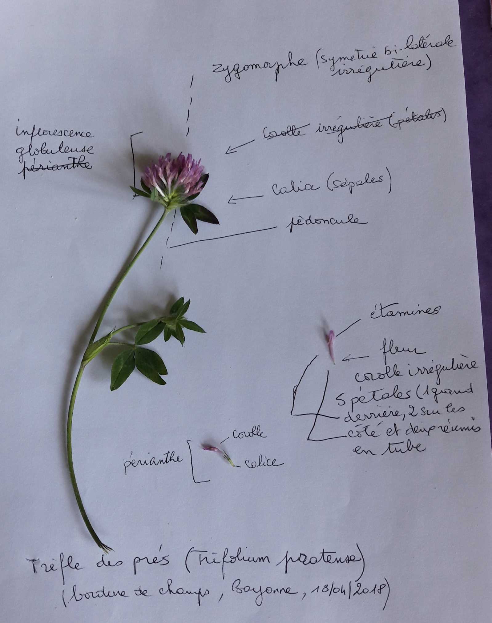 Annexe trèfle 2.jpg