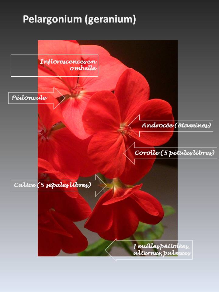 Annexe Pelargonium.jpg