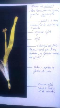 Annexe Exercice fleur de pissenlit.JPG