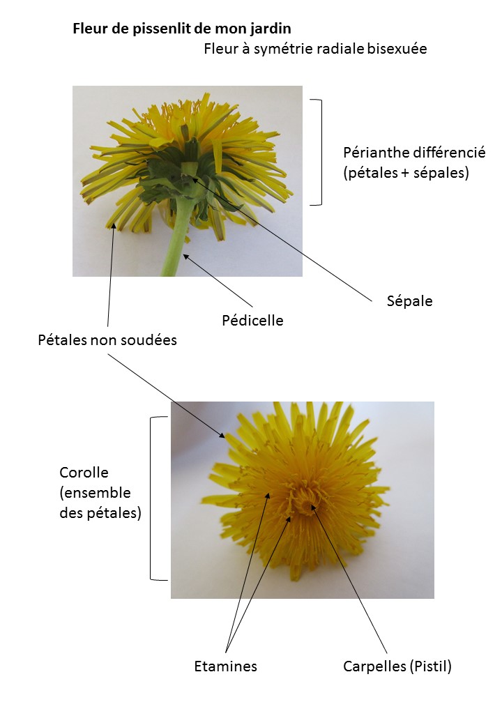 Annexe présentation fleur.jpg