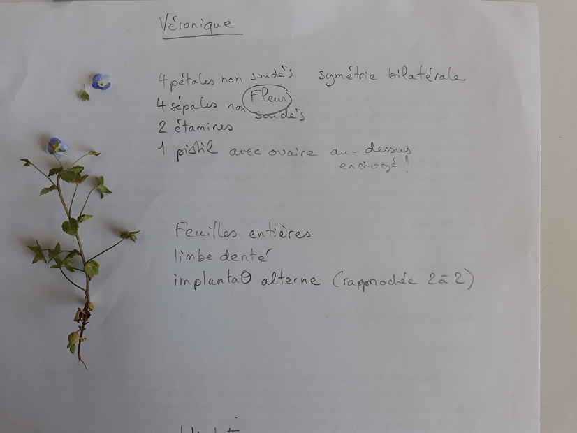 Annexe description véronique.png