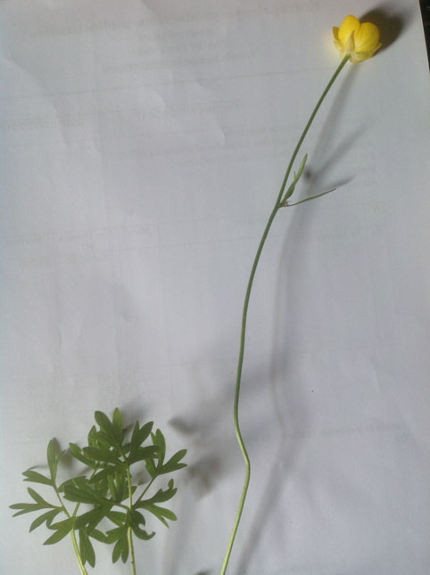 Annexe tige-fleur.jpg