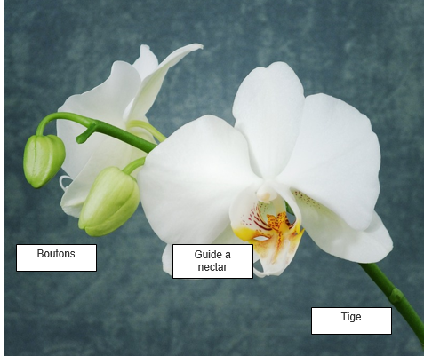 Annexe Orquidée.png