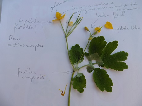 Annexe Chelidonium majus.jpg