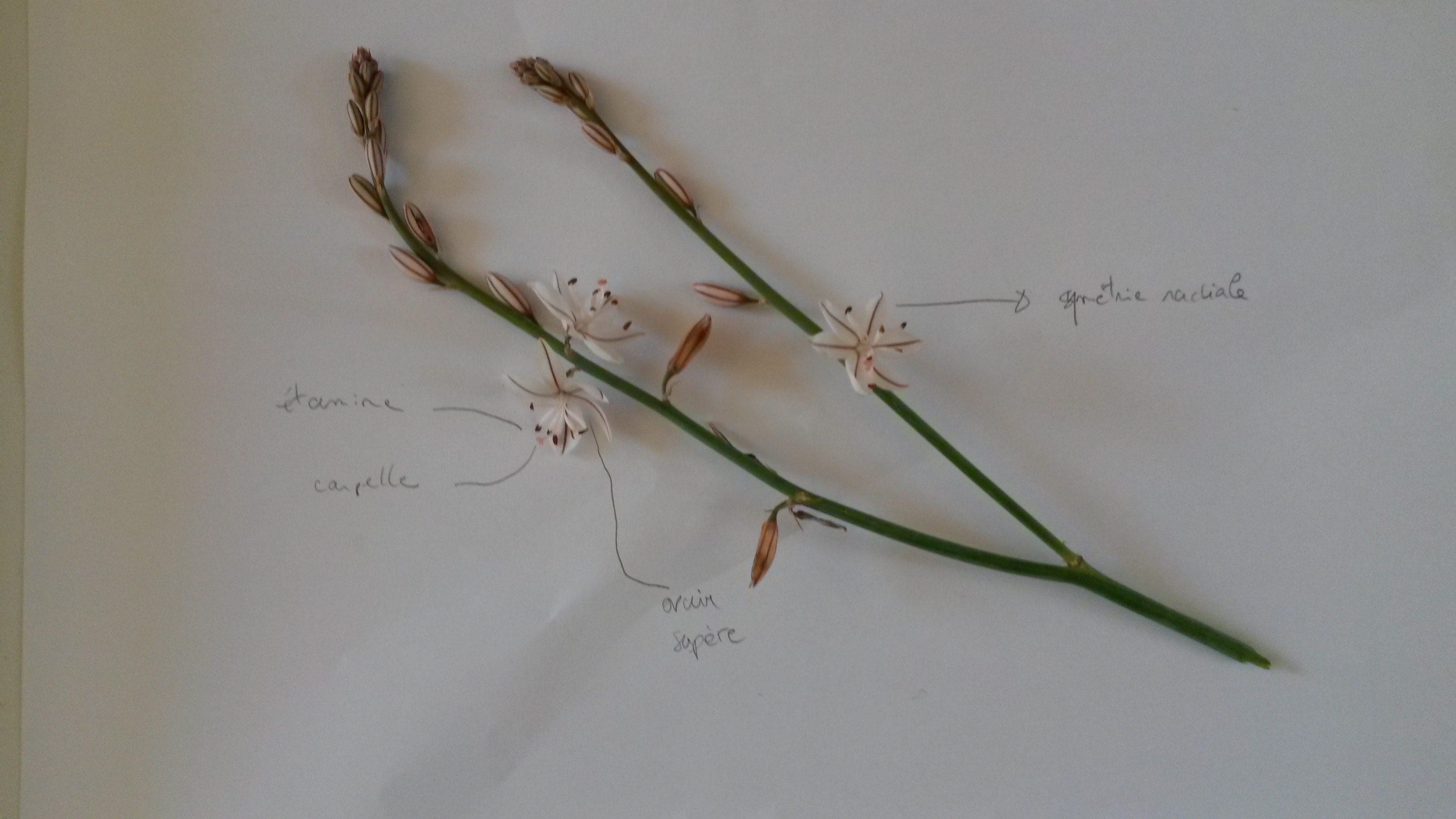 Annexe mooc_decrire-min.jpg