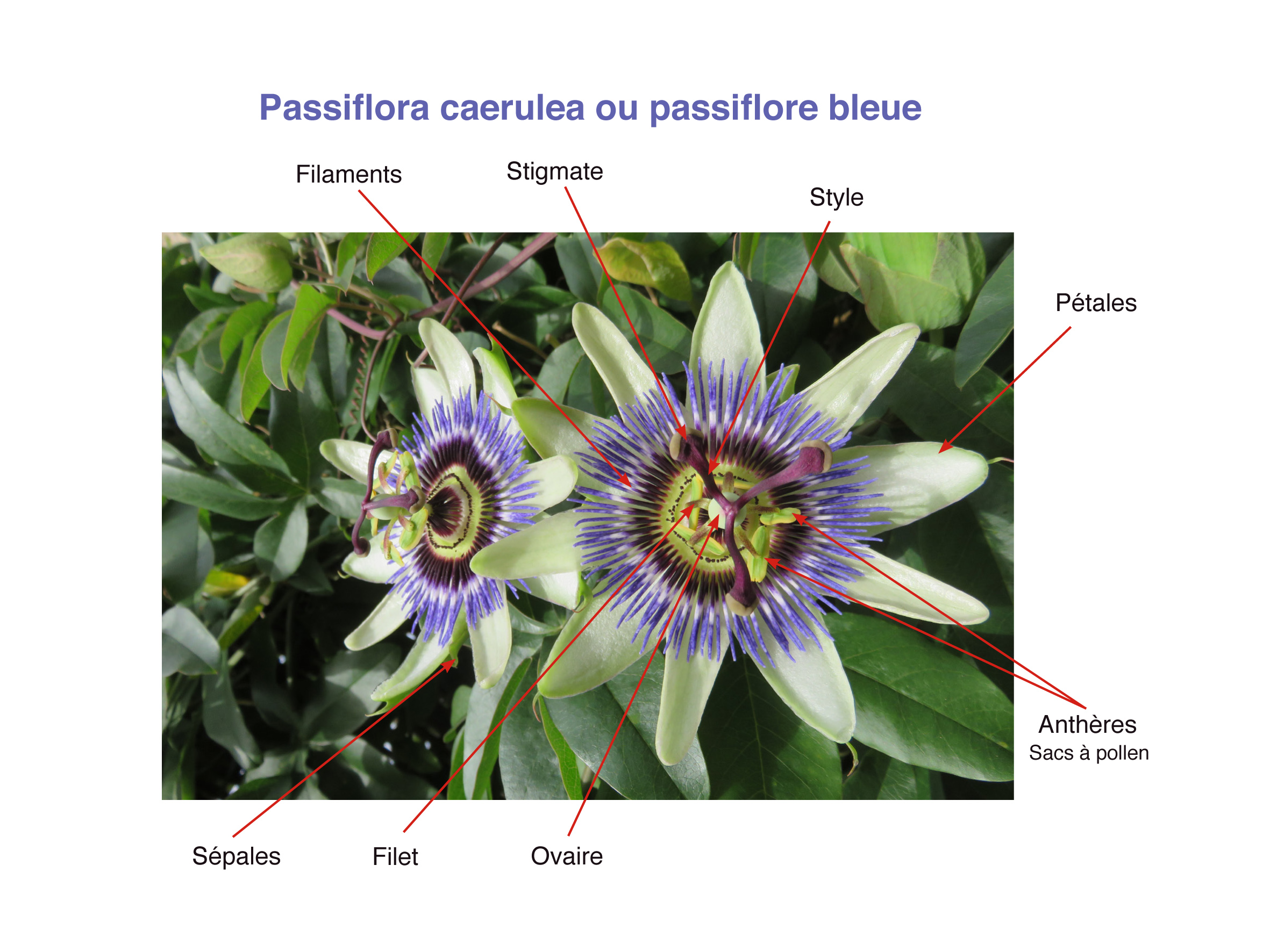 Annexe PASSIFLORE DESCRIPTION.jpg