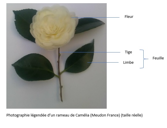 Annexe photo legendé mooc S3A1.jpg