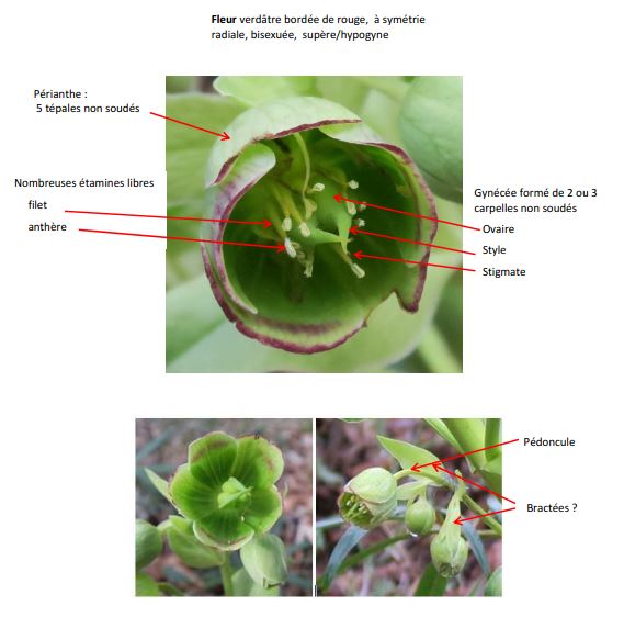 Annexe Hellébore_Fleur.JPG