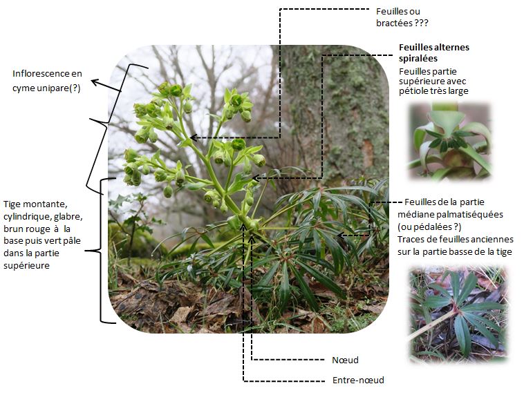 Annexe Hellebore_partie aérienne.JPG