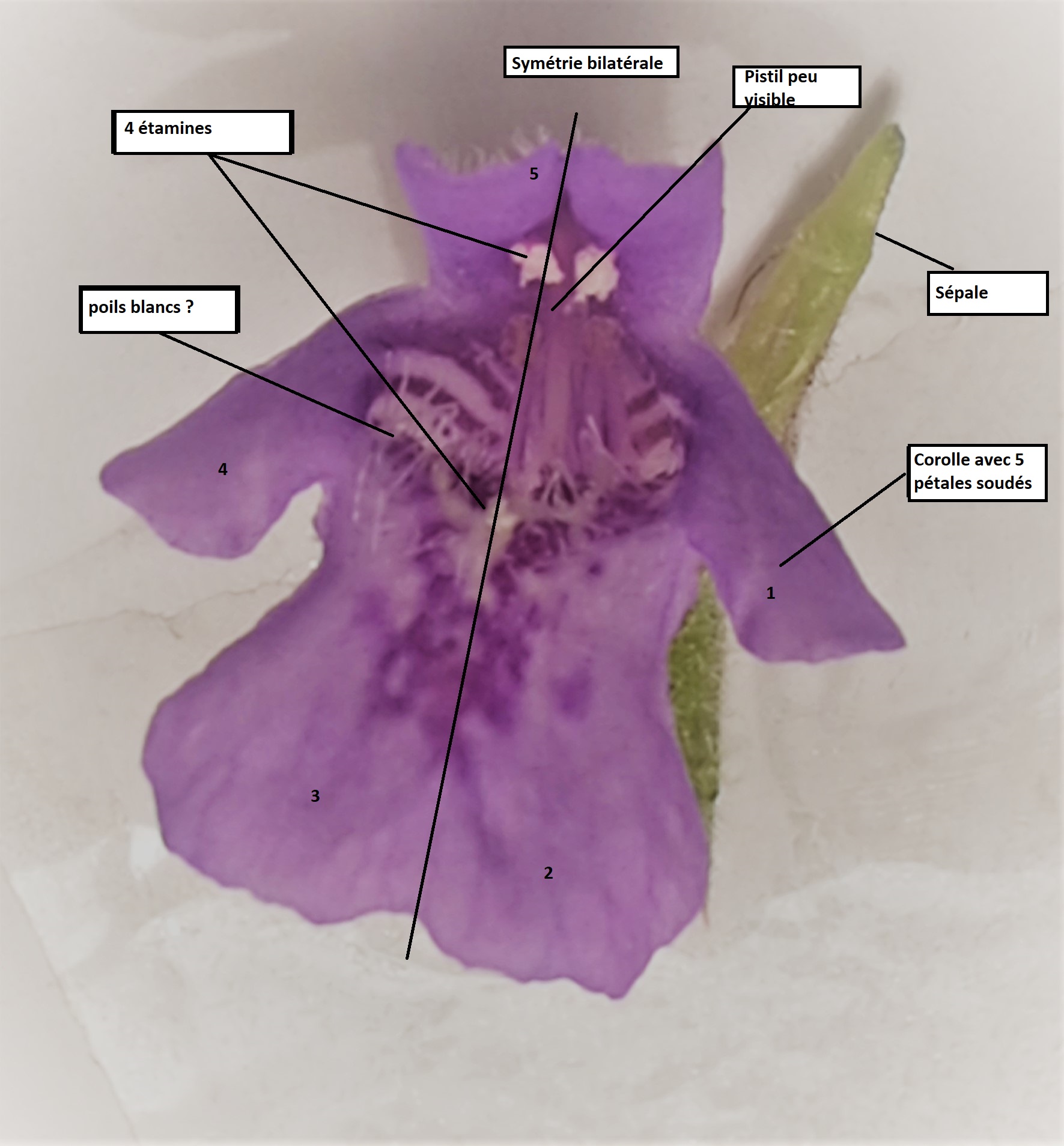 Annexe Photo Lierre tesrrestre.jpg