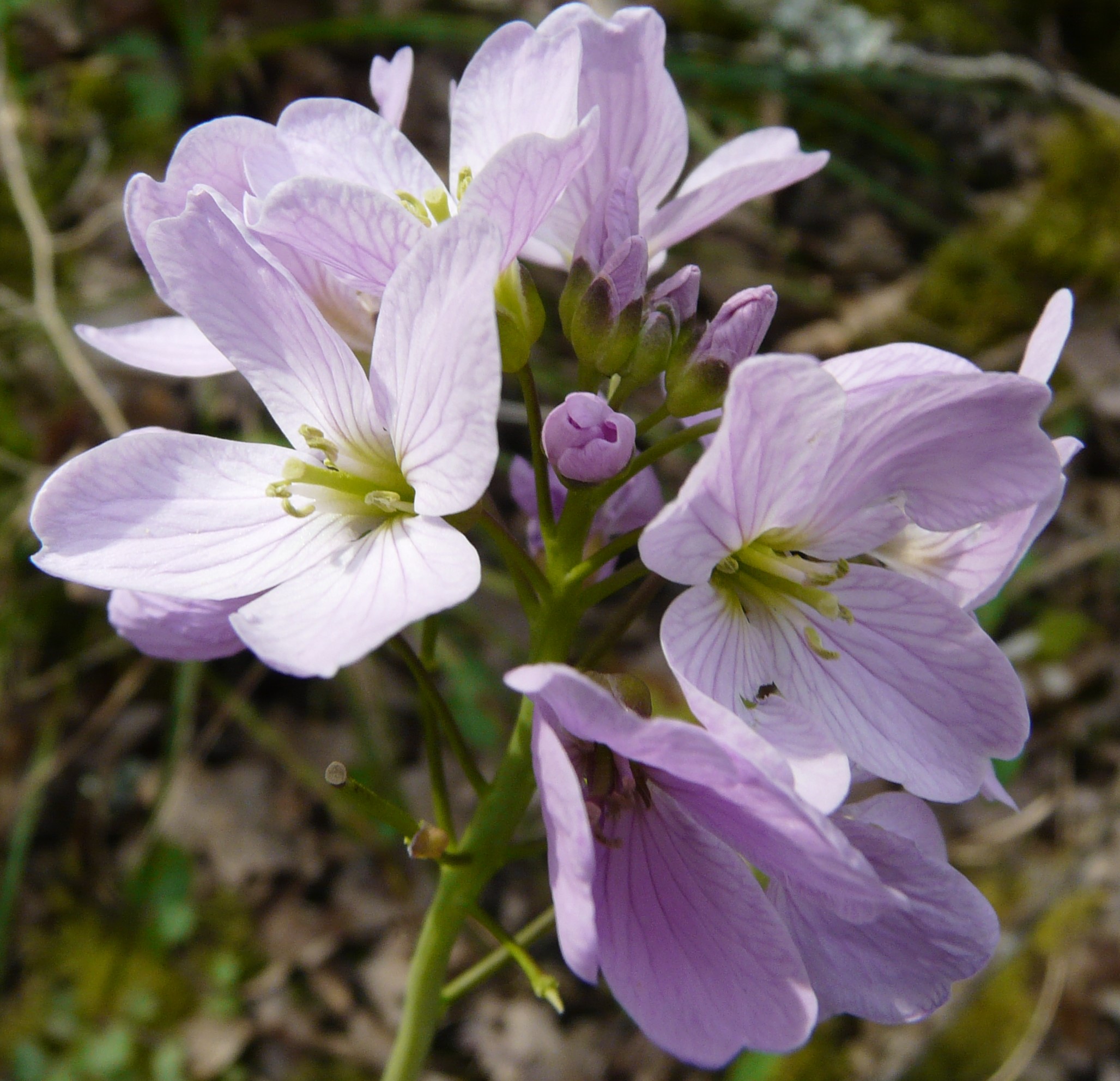Annexe Cardamine des prés.jpg