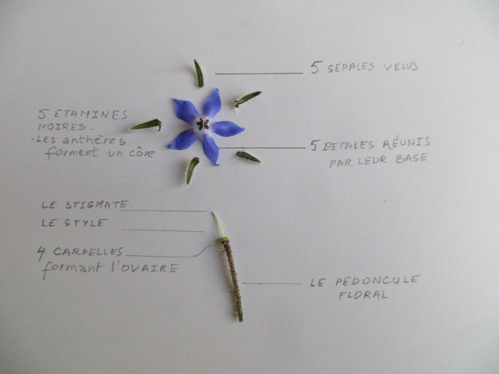 Annexe Les pièces dune fleur de bourrache.JPG