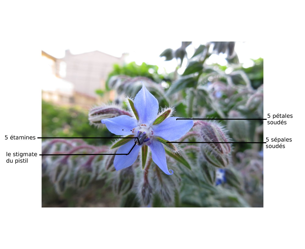 Annexe Une fleur de Bourrache dans son cadre!!!.JPG