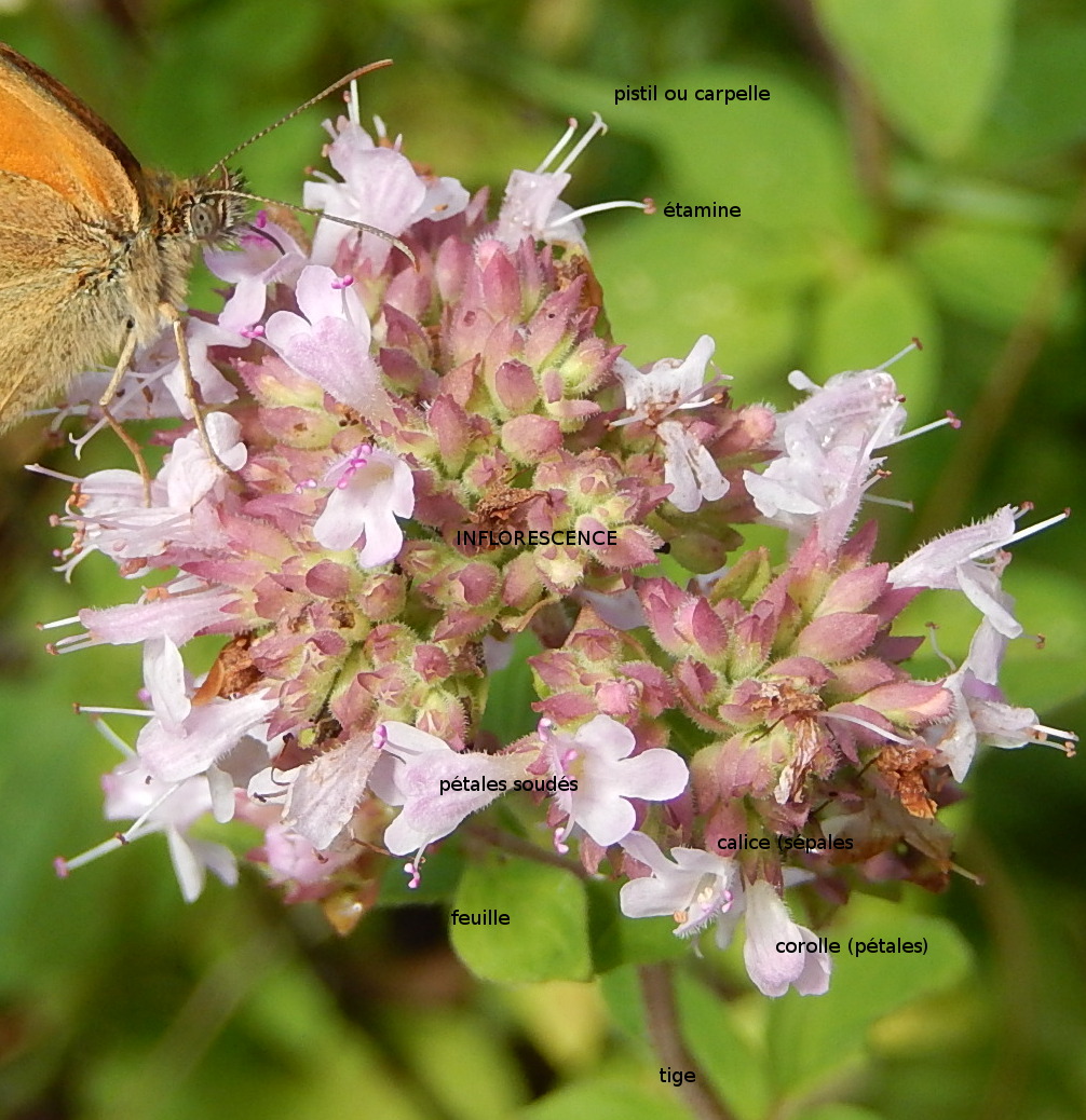 Annexe 3.fleur_notations.JPG