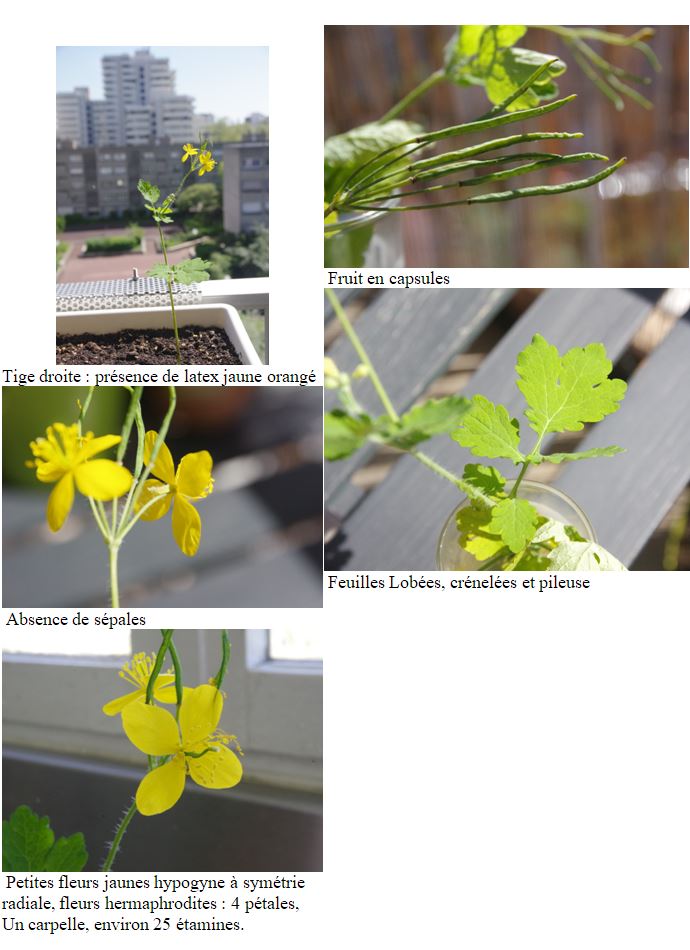 Annexe chélidoine.JPG