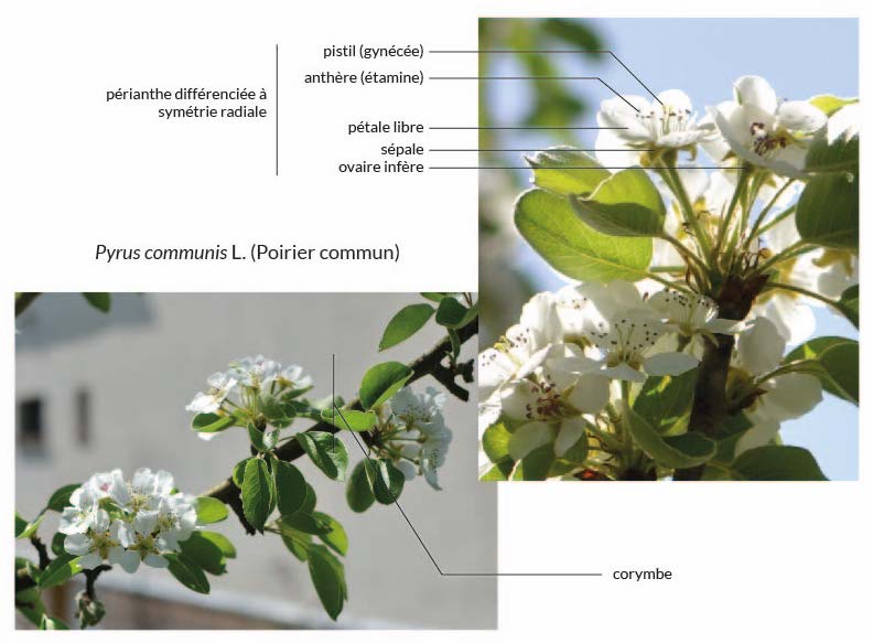 Annexe Pyrus communis.jpg