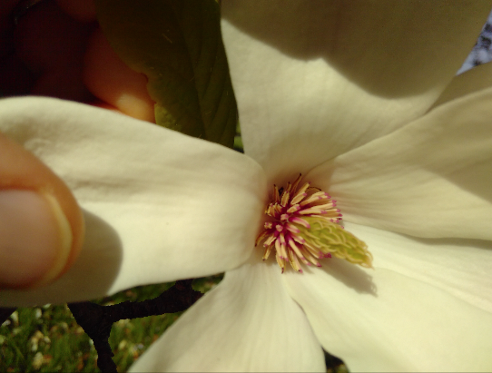 Annexe Magnolia fleur ouverte pour voir le centre.png