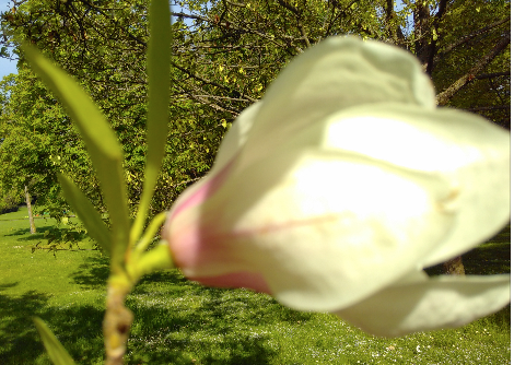 Annexe Magnolia vue avec pétiole.png