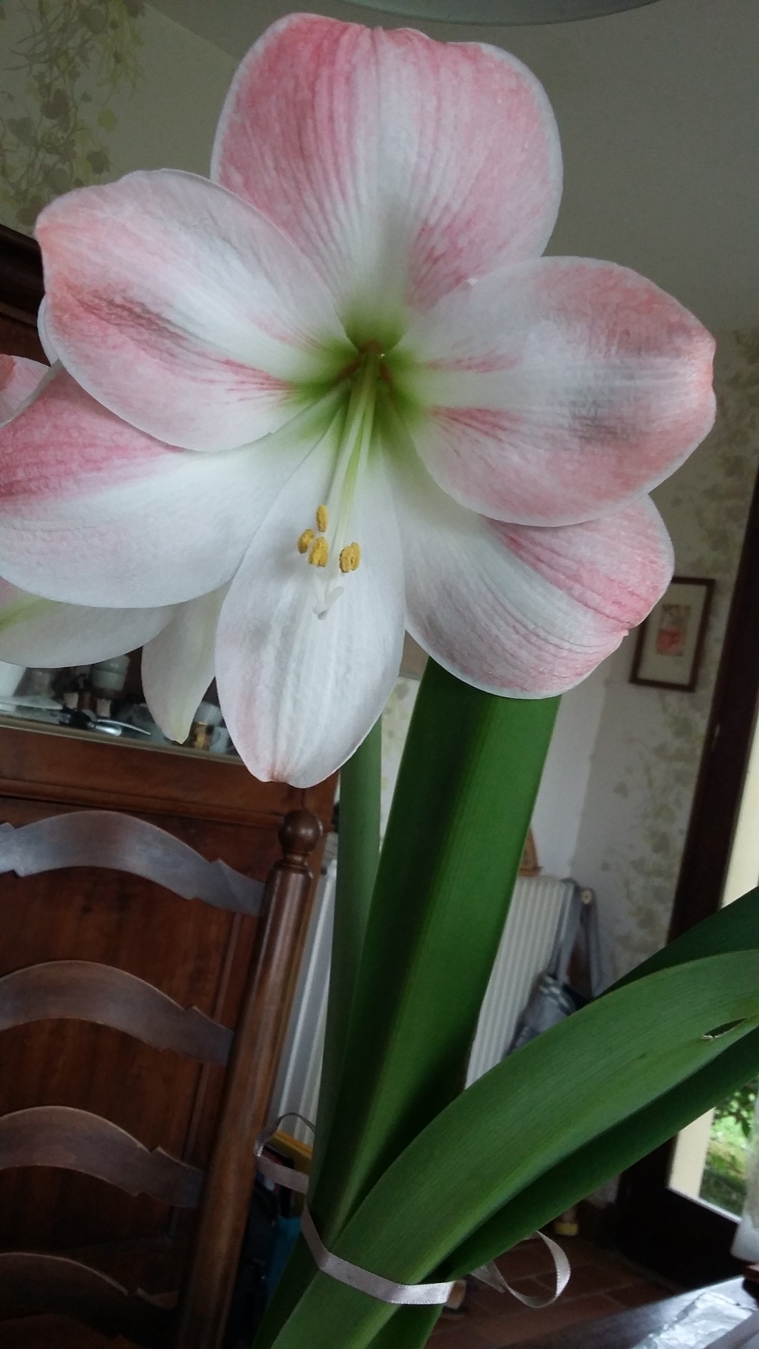 Annexe hippeastrum.jpg