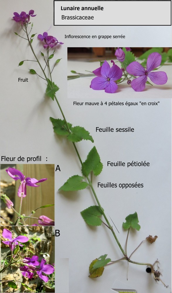 Annexe Lunaire annuelle _  Inflorescence.jpeg