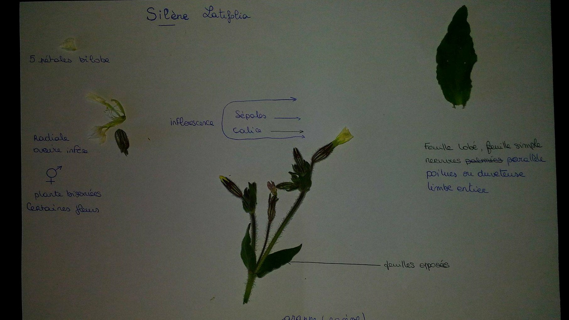 Annexe silène latifolia.jpg