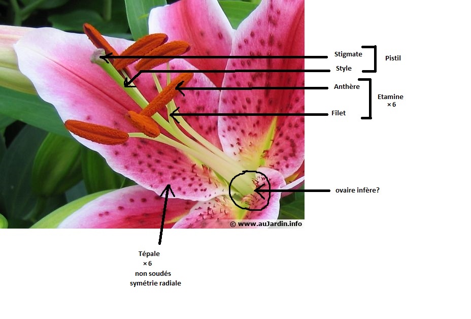 Annexe fleur lys.jpg