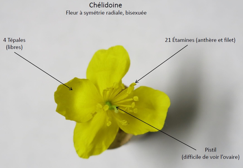 Annexe description chélidoine.jpg