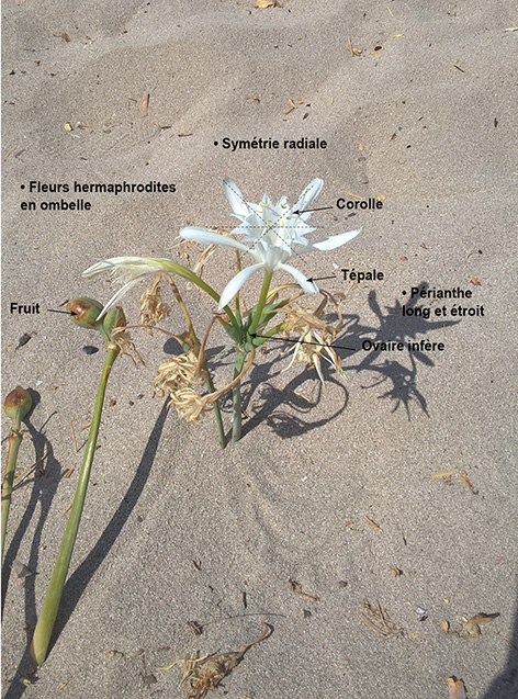 Annexe Lys de mer2.jpg