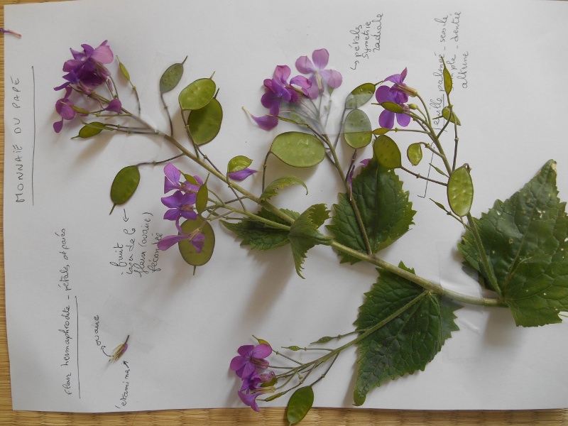 Annexe monnaie du pape.JPG