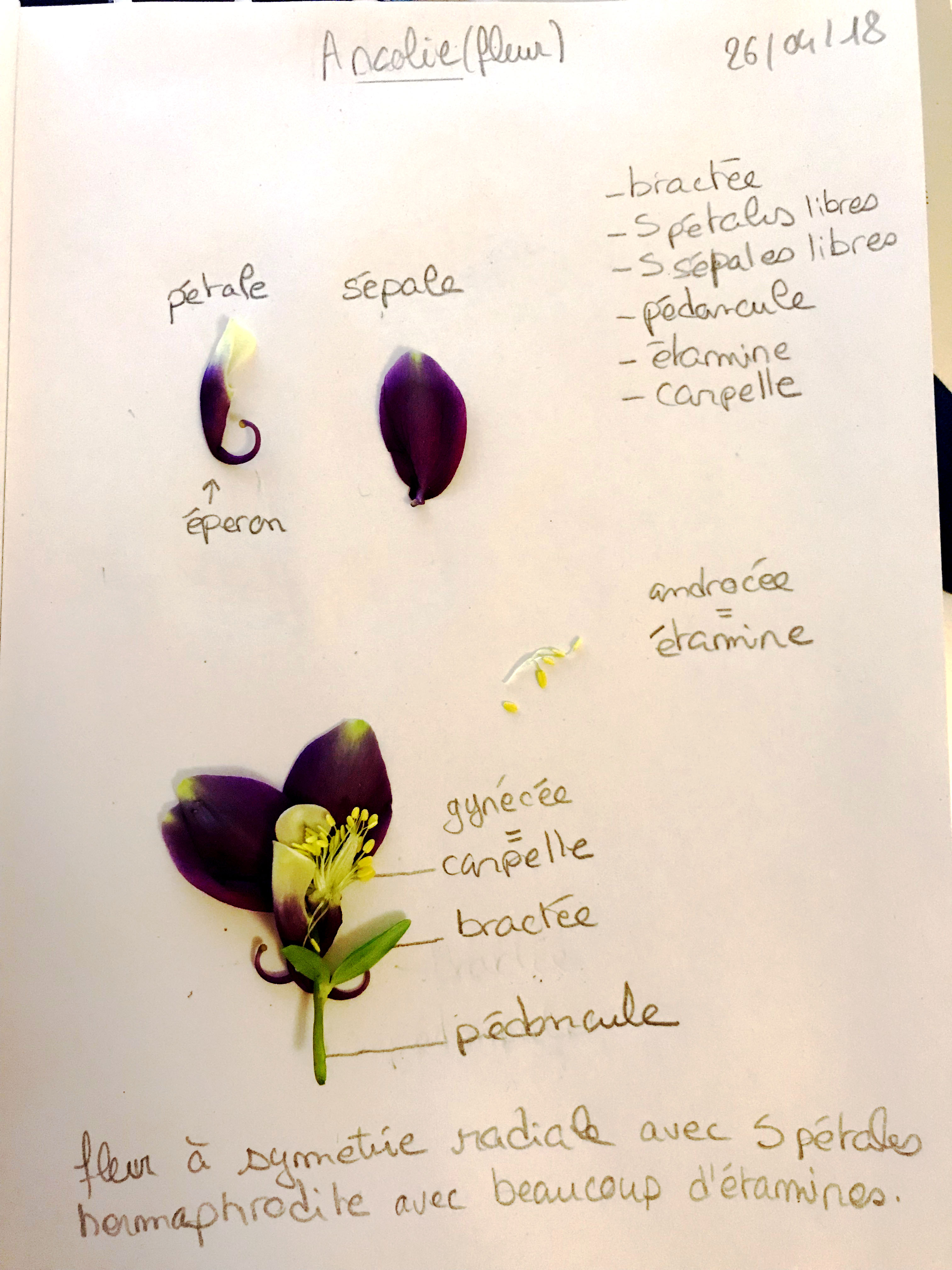 Annexe Ancolie - Aquilegia copy.jpg