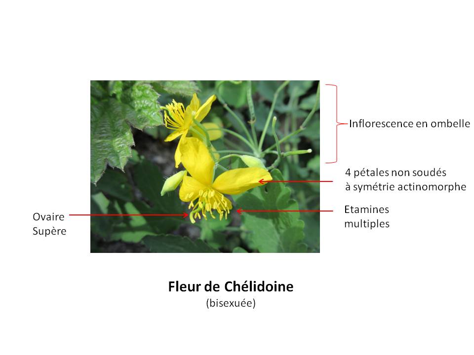 Annexe Fleur de Chélidoine.jpg