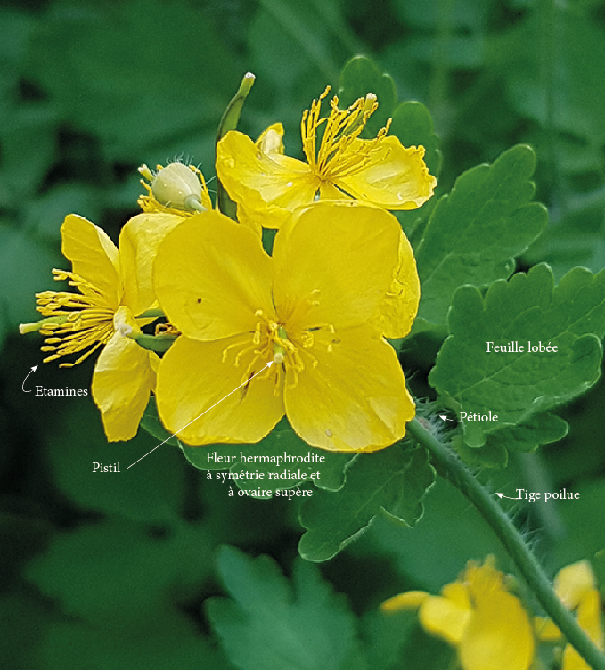 Annexe Chelidonium.PNG