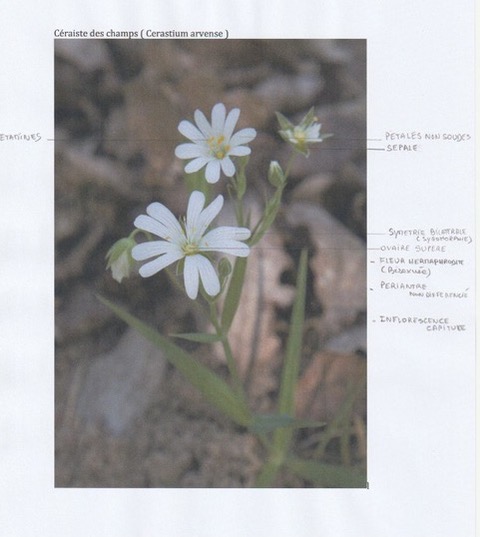 Annexe Numériser.jpg