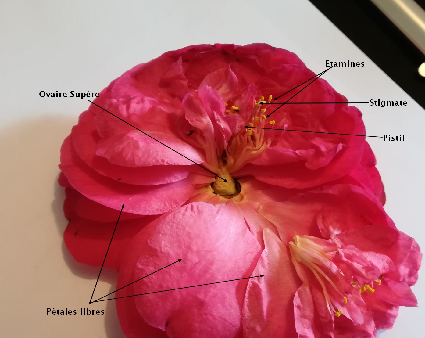 Annexe Fleur de Camélia.jpg