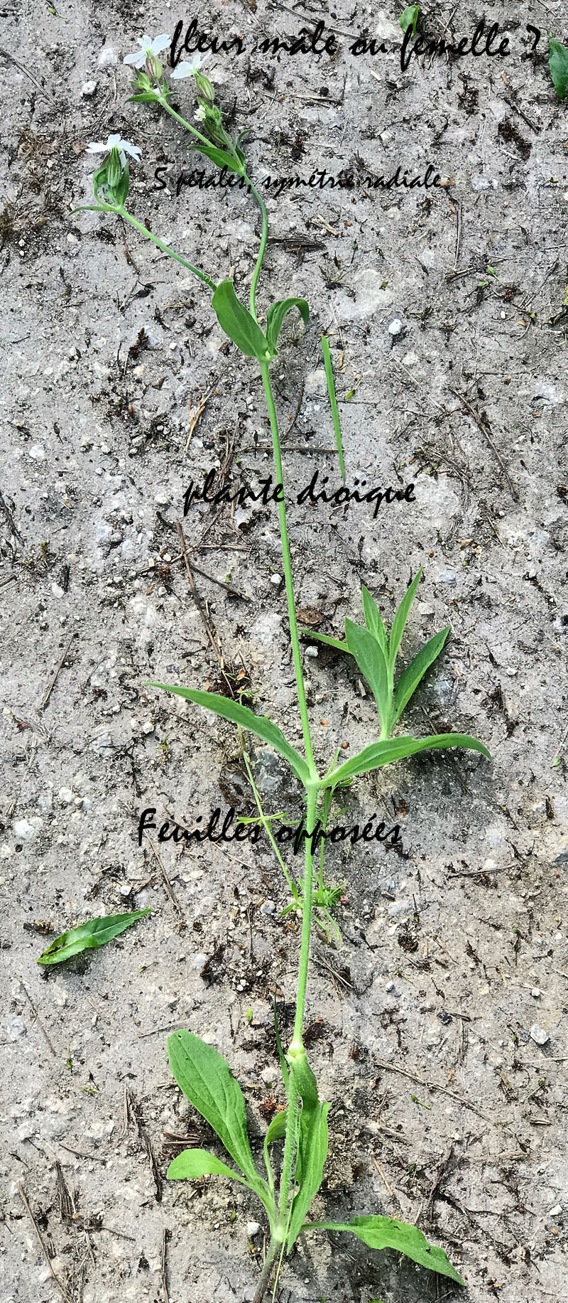 Annexe Silene latifolia.JPG