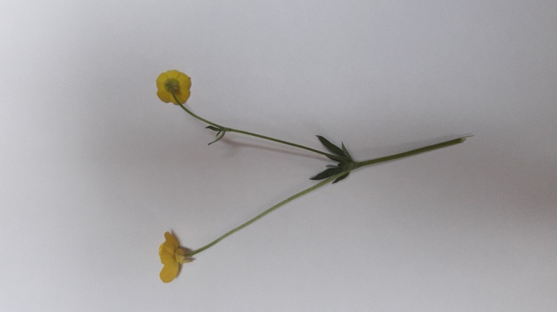 Annexe renoncule bulbeuse.jpg