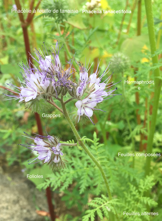 Annexe phacélie.png