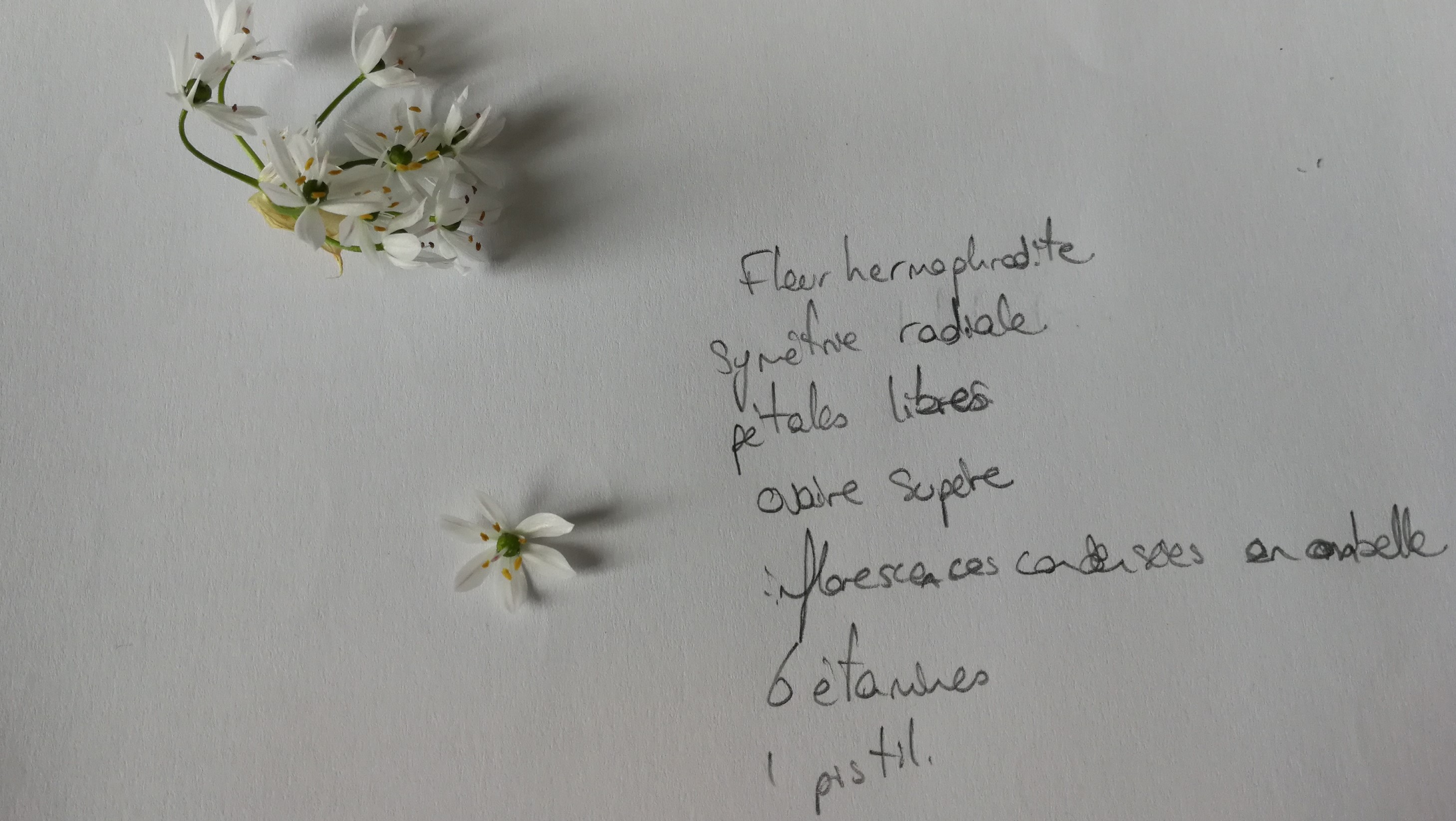 Annexe Belle inconnue.jpg