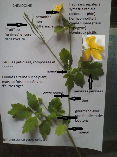 Annexe décrire la chélidoine.jpg